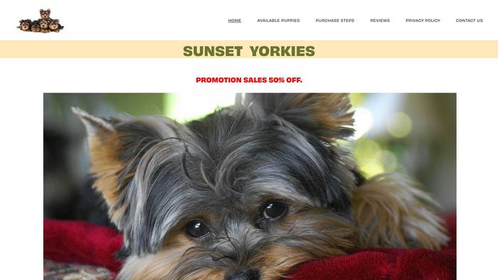 Sunsetyorkiepuppies.com - Yorkshire Terrier Puppy Scam Review