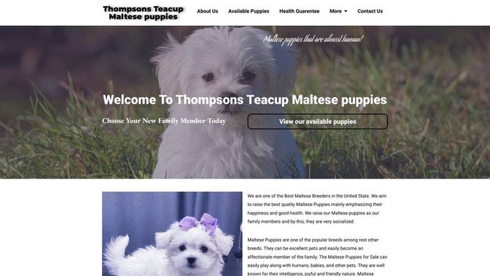 Thompsonsteacupmaltesepups.com - Maltese Puppy Scam Review