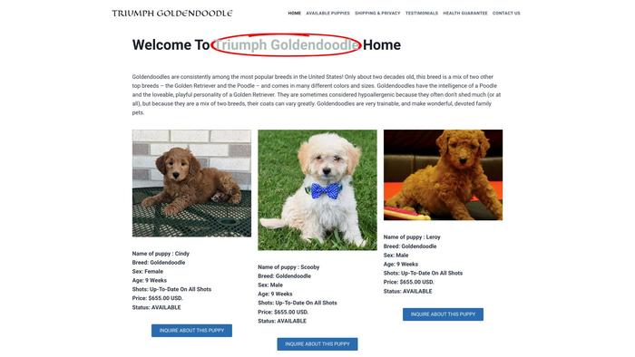 Triumphgoldendoodles.com - Golden Retriever Puppy Scam Review