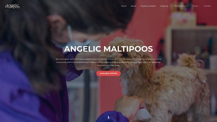 Angelicmaltipoos.com - Maltipoo Puppy Scam Review