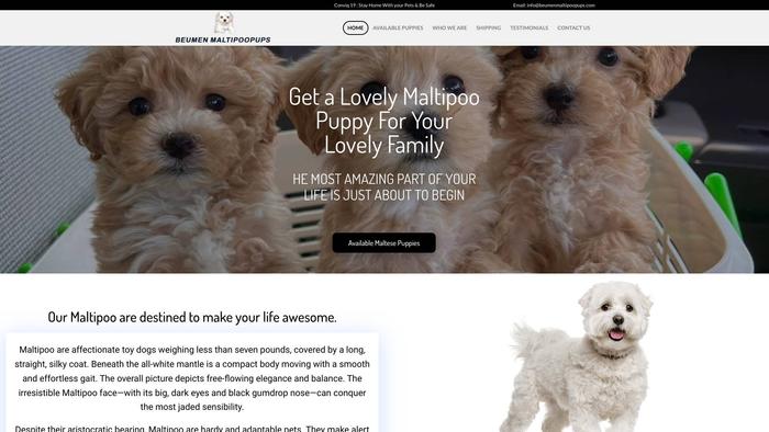 Beumenmaltipoopups.com - Maltipoo Puppy Scam Review