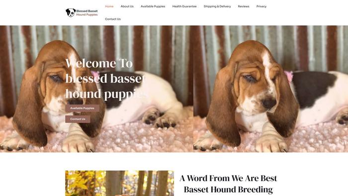 Blessedbassethoundpuppies.com - Bassethound Puppy Scam Review