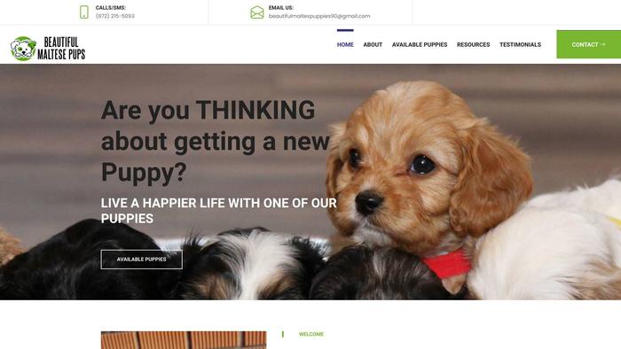 Bmaltesepups.com - Maltese Puppy Scam Review