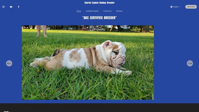 Chariotenglishbulldogbreeder.com - English Bulldog Puppy Scam Review