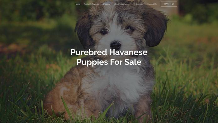 Elegancehavanese.com - Havanese Puppy Scam Review