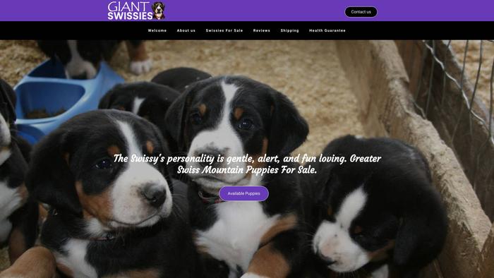 Giantswissies.com - Saint Bernard Puppy Scam Review