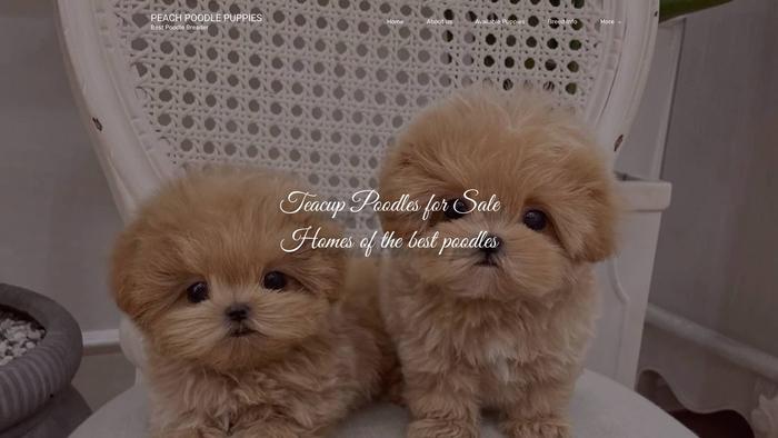 Peachteacuppoodles.com - Poodle Puppy Scam Review