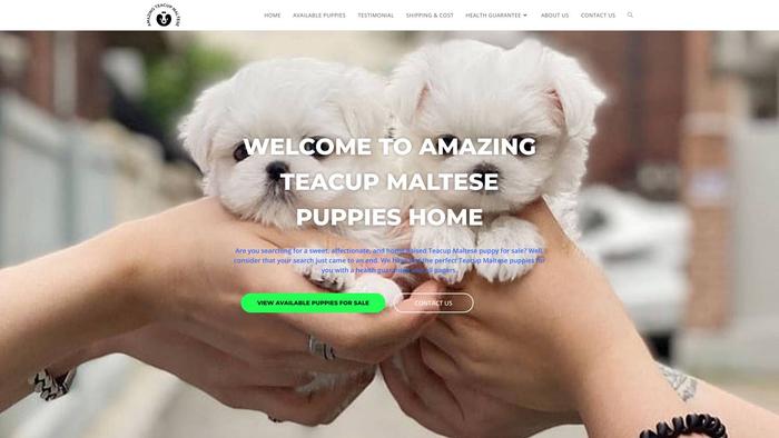 Amazingteacupmaltesepuppies.com - Maltese Puppy Scam Review