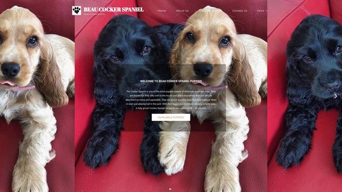 Beaucockerspaniel.com - Cockerspaniel Puppy Scam Review