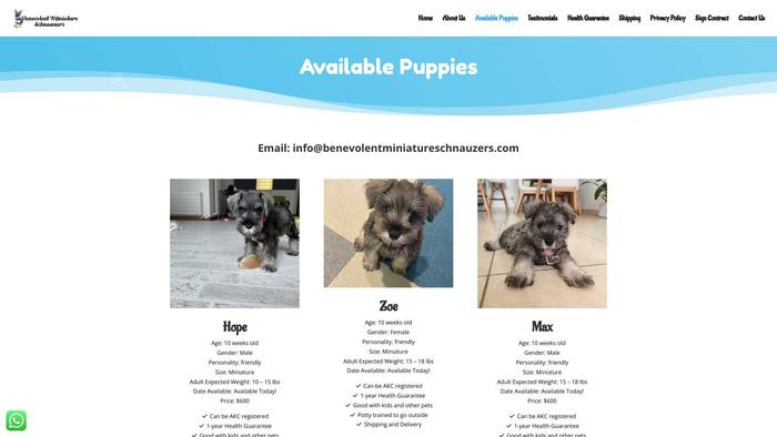 Benevolentminiatureschnauzers.com - Schnauzer Puppy Scam Review