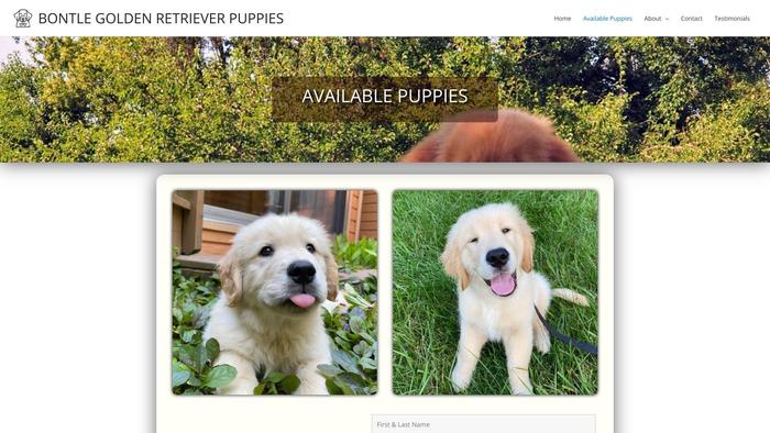 Bontlegoldenretrieverpuppies.com - Golden Retriever Puppy Scam Review