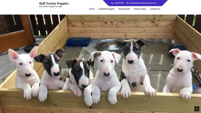 Bullterrierspupforsale.com - Terrier Puppy Scam Review