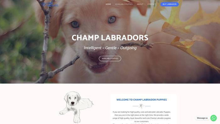 Champlabradors.com - Labrador Puppy Scam Review