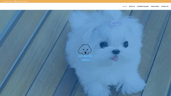 Cutemaltesepup.com - Maltese Puppy Scam Review