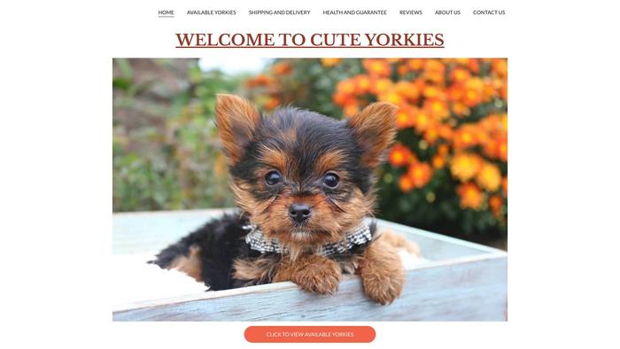 Cuteyorkiepupps.com - Yorkshire Terrier Puppy Scam Review