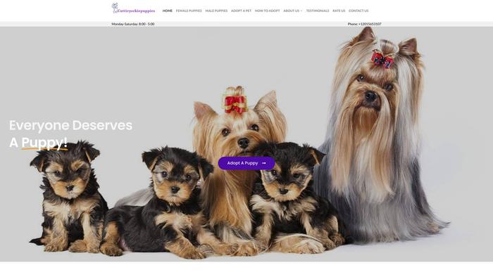 Cuttieyorkiepuppies.shop - Yorkshire Terrier Puppy Scam Review