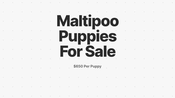 Emacutemaltipoo.com - Maltipoo Puppy Scam Review