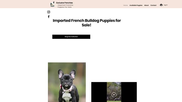 Exclusivefrenchiescalifornia.com - French Bulldog Puppy Scam Review