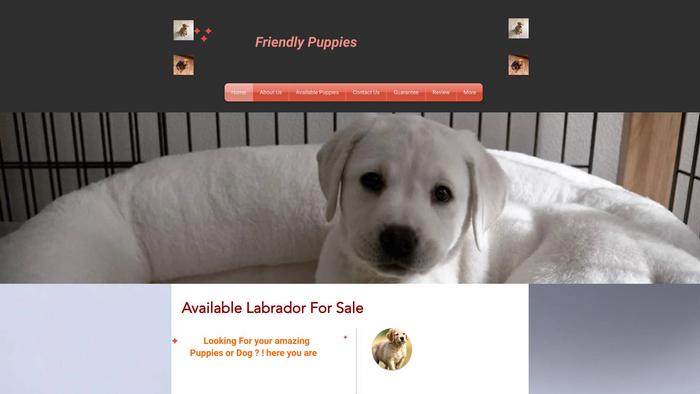 Friendlylabradorpuppies.site - Labrador Puppy Scam Review