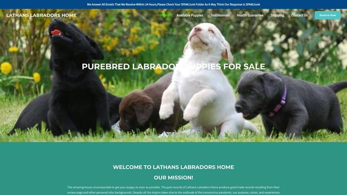 Lathanslabradorshome.com - Labrador Puppy Scam Review