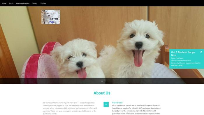 Maltesepuppies.site - Maltese Puppy Scam Review