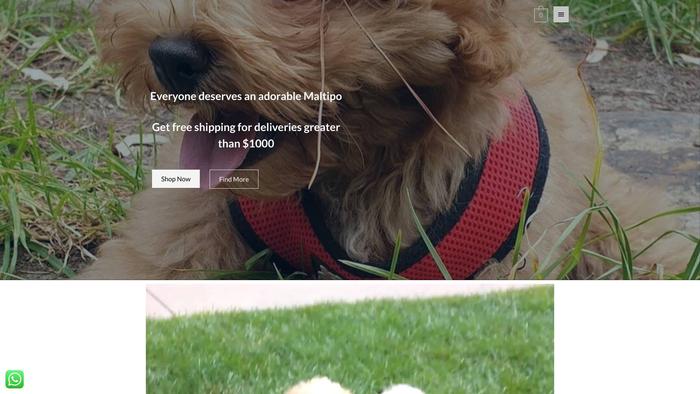 Maltipoforadoption.com - Maltipoo Puppy Scam Review