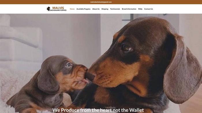 Malvisdachshunds.com - Dachshund Puppy Scam Review