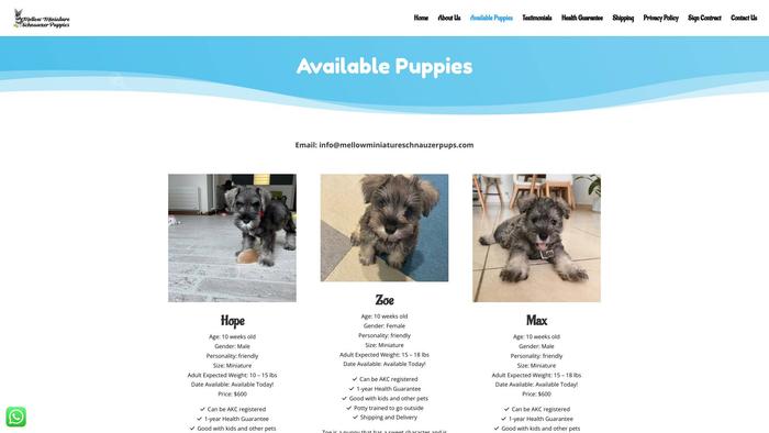 Mellowminiatureschnauzerpups.com - Schnauzer Puppy Scam Review