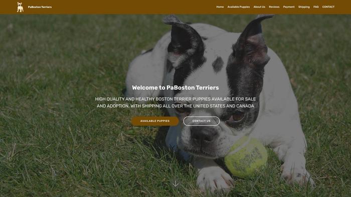 Pabostonterriers.su - Terrier Puppy Scam Review