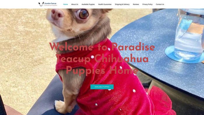 Paradiseteacupchihuahuapuppies.com - Chihuahua Puppy Scam Review