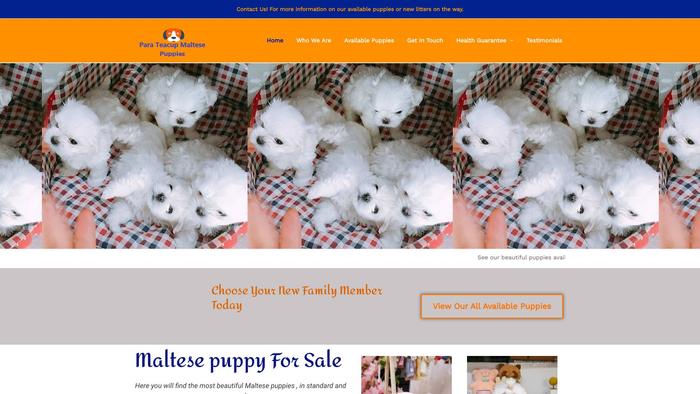 Parateacupmaltesepuppies.com - Maltese Puppy Scam Review