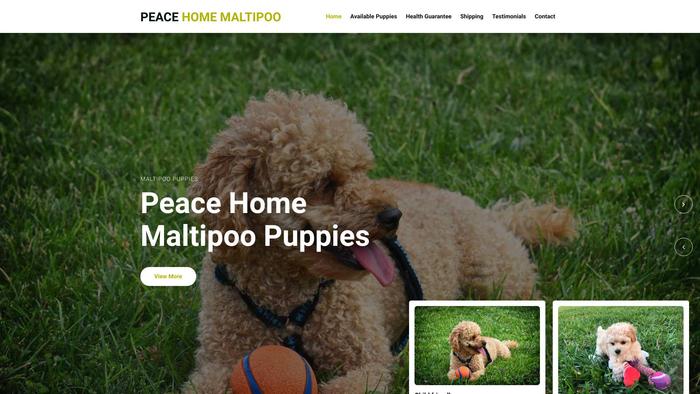 Peacehomemaltipoopuppies.com - Maltipoo Puppy Scam Review