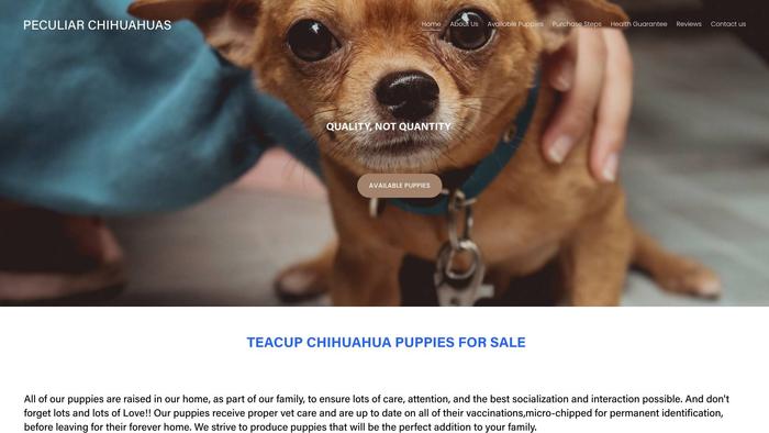 Peculiarchihuahuas.com - Chihuahua Puppy Scam Review