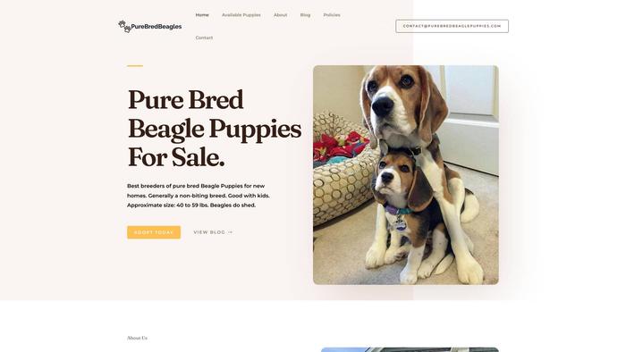 Purebredbeaglepuppies.com - Beagle Puppy Scam Review