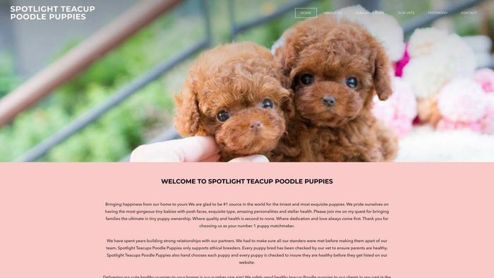 Spotlightteacuppoodles.com - Poodle Puppy Scam Review