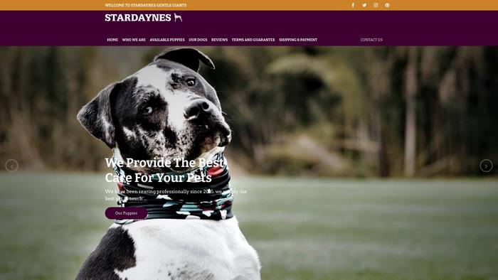 Stardaynes-au.store - Great Dane Puppy Scam Review