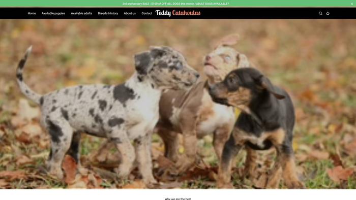 Teddycatahoulasdog.com - Labrador Puppy Scam Review