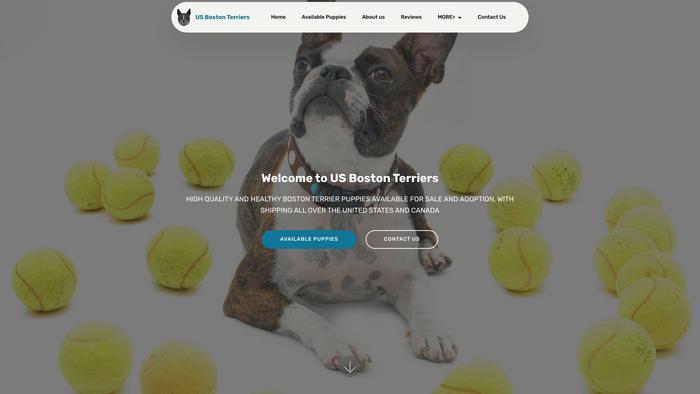 Usbostonsterriers.su - Terrier Puppy Scam Review