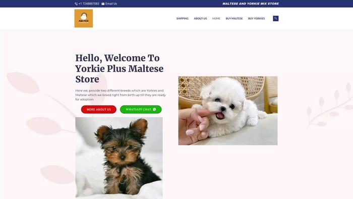 Yorkieplusmaltese.store - Maltese Puppy Scam Review