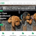 1stclassbloodhoundpuppies.com - Beagle Puppy Scam Review