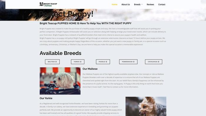 Brightteacuppuppies.com - Yorkshire Terrier Puppy Scam Review