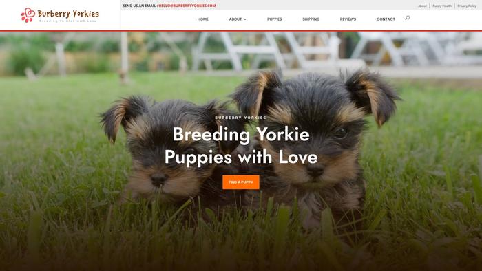 Burberryyorkies.com - Yorkshire Terrier Puppy Scam Review