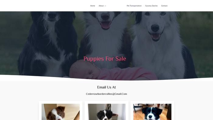 Cederrosebordercollies.com - Bordercollie Puppy Scam Review