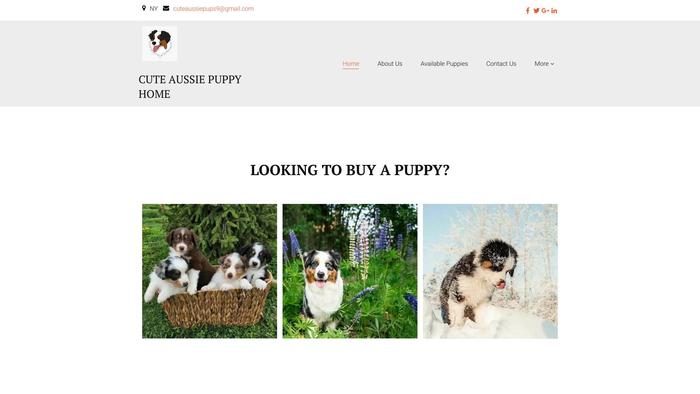 Cuteaussiepuppyhome.com - Australian Shepherd Puppy Scam Review