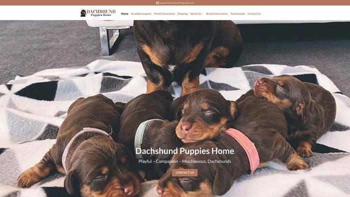 Dachshundpupshome.com - Dachshund Puppy Scam Review