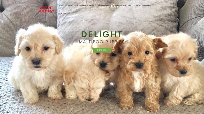 Delightmaltipoo.com - Maltipoo Puppy Scam Review