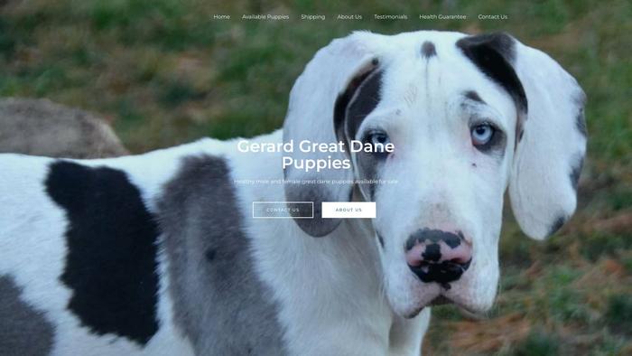 Gerardgreatdanepuppies.com - Great Dane Puppy Scam Review