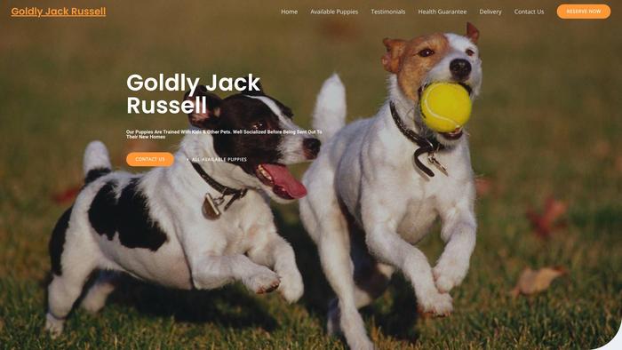 Goldlyjackrussell.com - Jack Russell Terrier Puppy Scam Review