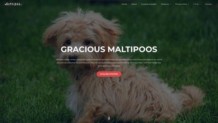 Graciousmaltipoos.com - Maltipoo Puppy Scam Review