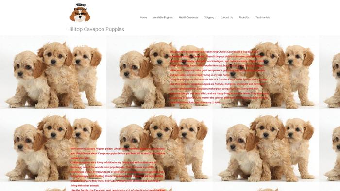 Hilltopcavapoopuppies.com - Cavapoo Puppy Scam Review